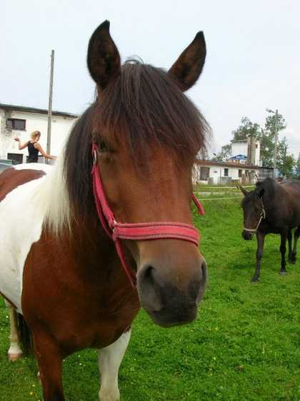 DOLY