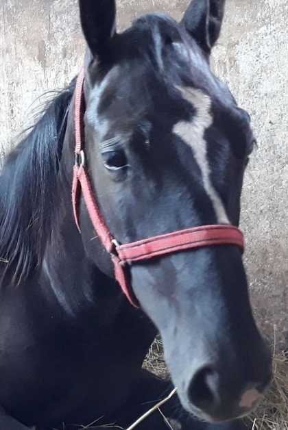 BELLA BLACK LADY