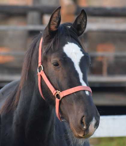 BALTAZAR